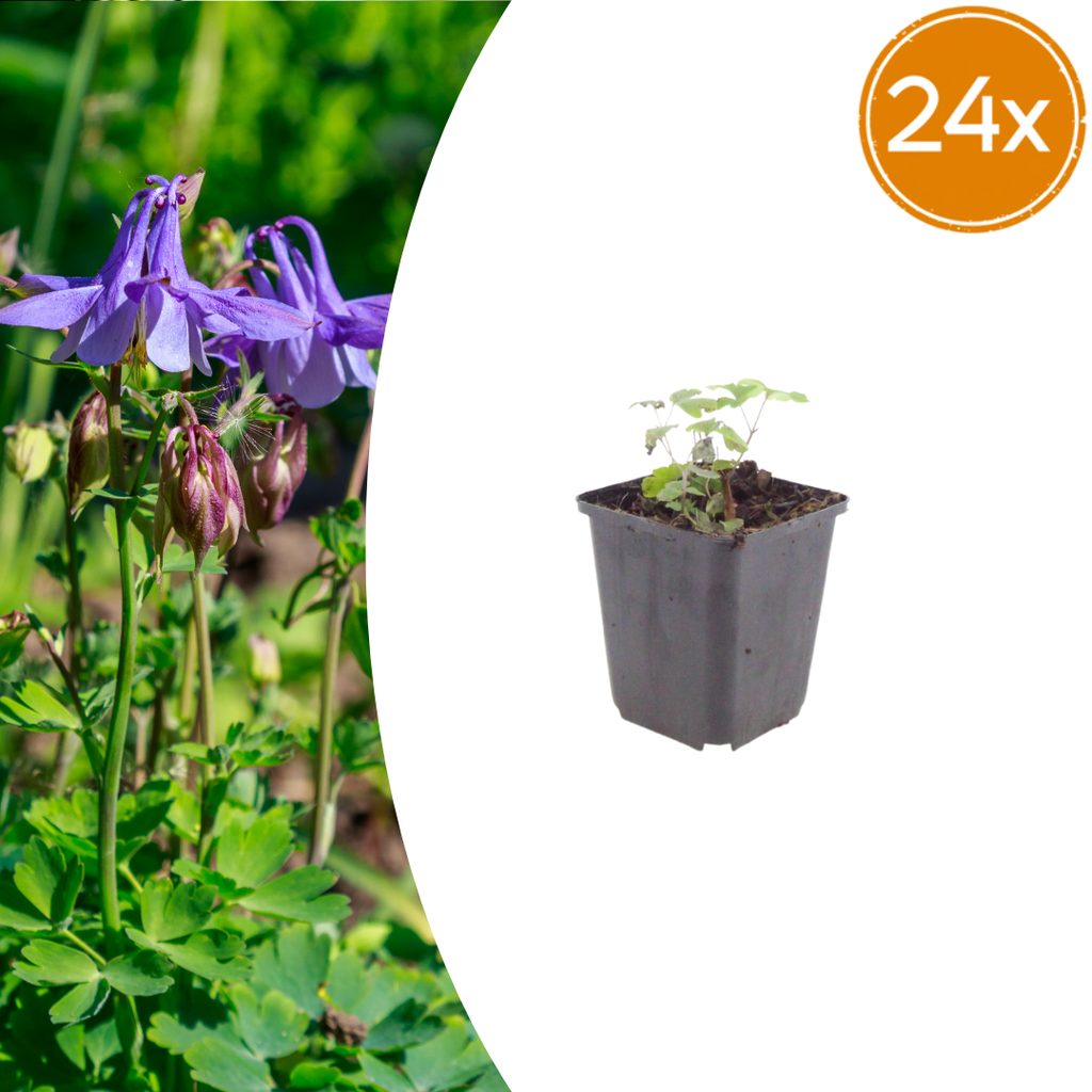 Akelei Aquilegia vulgaris – Blühende Staude für Sonne & Halbschatten – Insektenfreundlich für Beet & Naturgarten – 10-25cm – Ø9cm – Winterhart