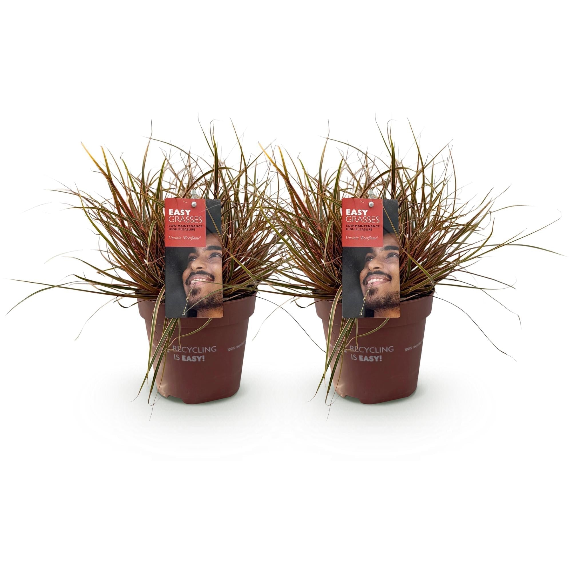 Mahagonigras – Uncinia rubra 'Everflame' – Rotes Ziergras – Immergrün – Pflegeleicht – Für Beete & Töpfe – Ø17cm – Höhe ca. 50cm – Plant