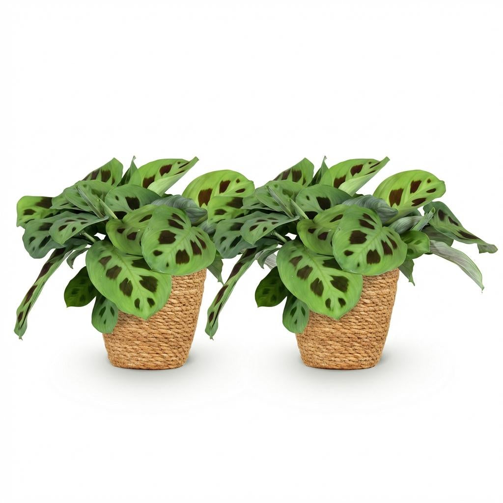 Maranta Fascinator Kerchoveana Zebrapflanze – Zimmerpflanze im Korb Ø12cm Höhe25cm – Haustierfreundliche Grünpflanze – Pflegeleicht