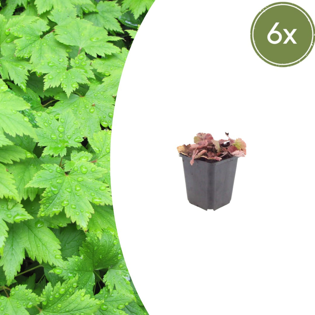 Tiarella cordifolia – Ø9cm – Höhe 10-25cm – Winterharte Schattenstaude – Weiße Blüten – Bodendecker für Beet, Gehölzrand & Waldgarten