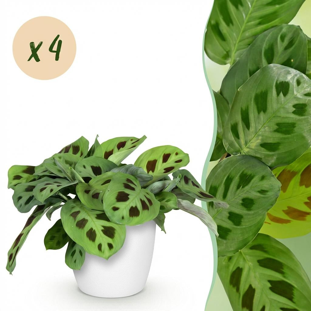 Maranta Fascinator Kerchoveana Zebrapflanze Pflanze mit weißem Topf Ø12cm Höhe 25cm Haustierfreundliche pflegeleichte Grünpflanze für Zimmer & Büro
