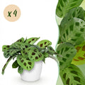 Maranta Fascinator Kerchoveana Zebrapflanze Pflanze mit weißem Topf Ø12cm Höhe 25cm Haustierfreundliche pflegeleichte Grünpflanze für Zimmer & Büro