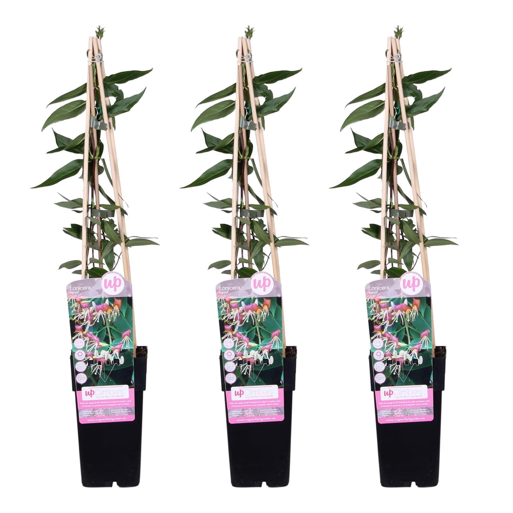 Geißblatt Lonicera henryi 'Copper Beauty' – Kletterpflanze – Ø15cm – ↕65cm – Immergrün, duftend, pflegeleicht – Plant