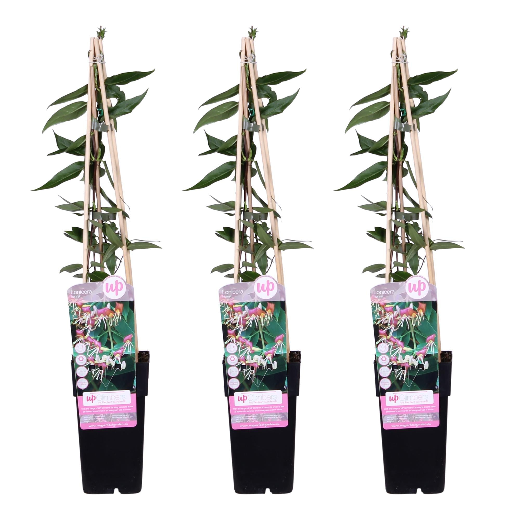 Geißblatt Lonicera henryi 'Copper Beauty' – Kletterpflanze – Ø15cm – ↕65cm – Immergrün, duftend, pflegeleicht – Plant