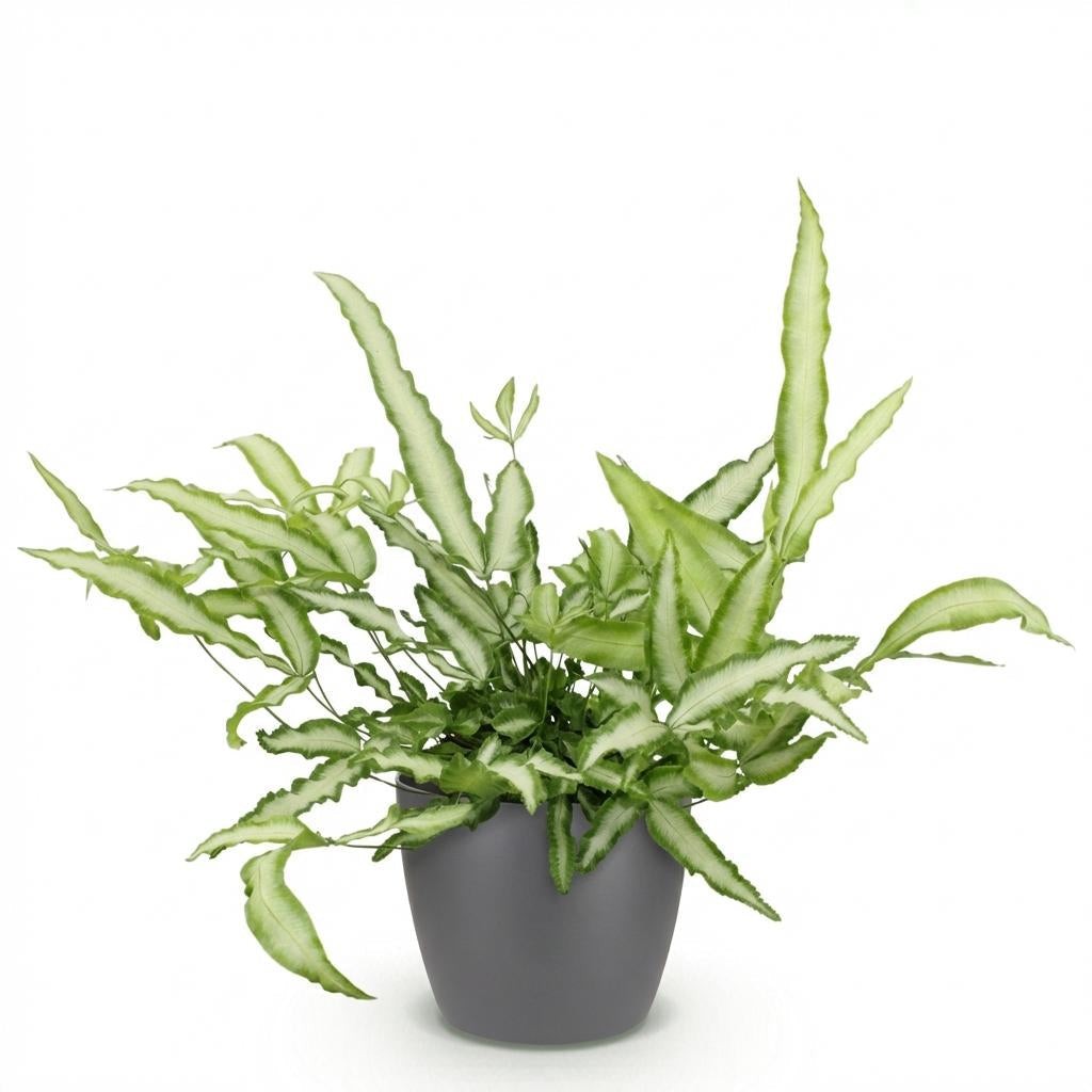 Pteris Cretica Albolineata Schwertfarn Zimmerpflanze mit grauem Topf Ø12cm Höhe 20cm Haustierfreundliche Grünpflanze pflegeleicht für Zimmer & Büro