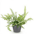 Pteris Cretica Albolineata Schwertfarn Zimmerpflanze mit grauem Topf Ø12cm Höhe 20cm Haustierfreundliche Grünpflanze pflegeleicht für Zimmer & Büro