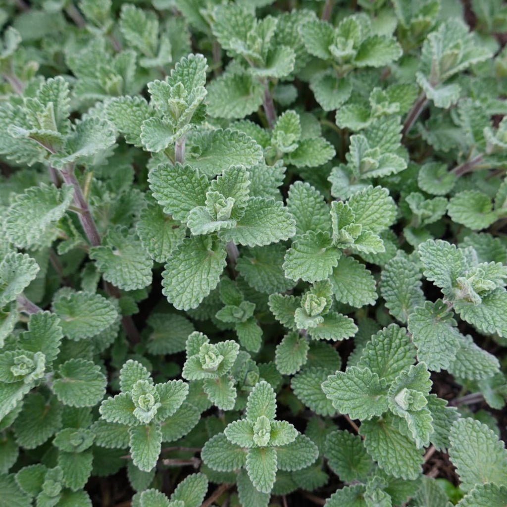 Nepeta faassenii Katzenminze – Ø9cm – Höhe 10-25cm – Lavendelblaue Blüten – Winterharte Staude – Für Beet, Rabatte & Bienenweide