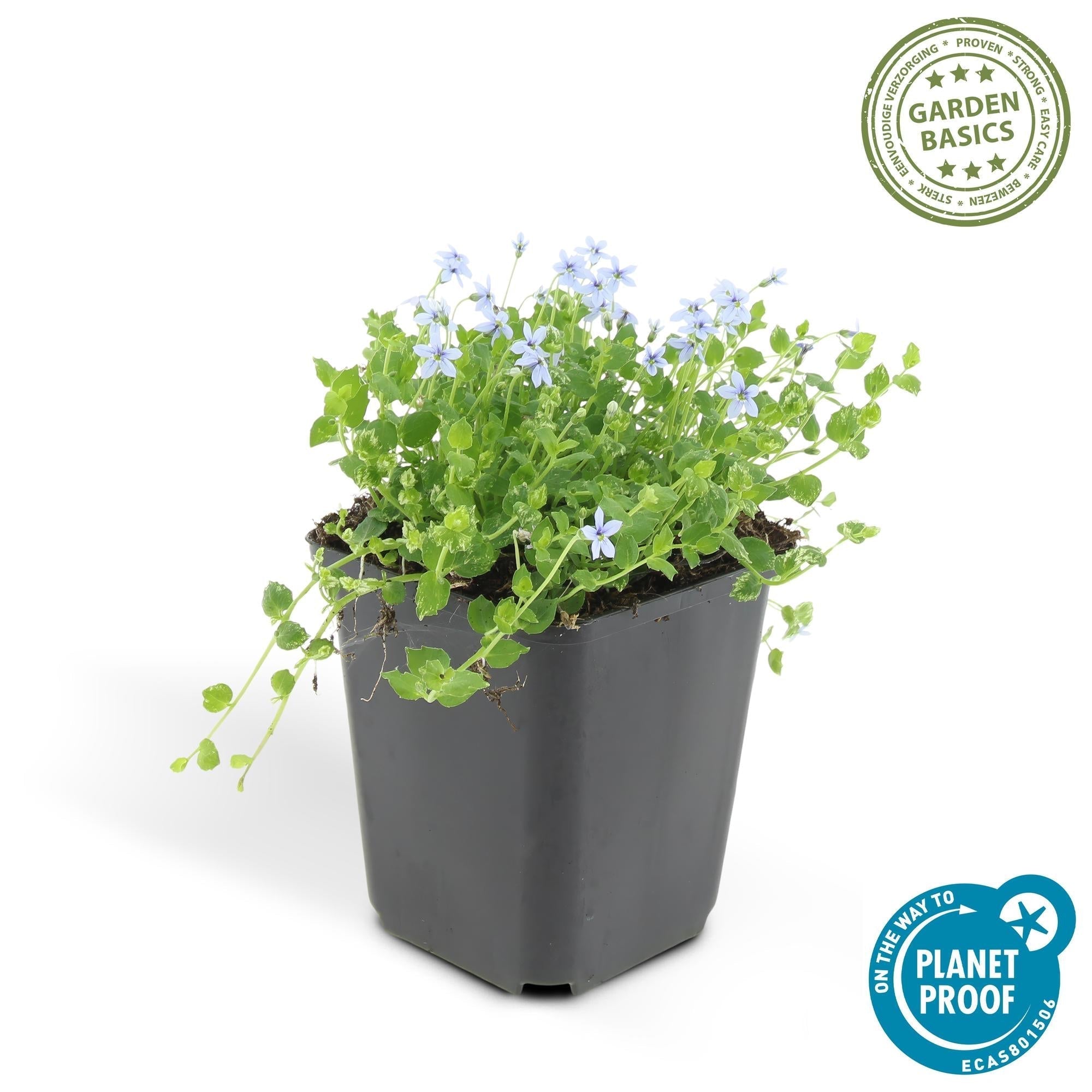 Blauer Bubikopf Isotoma fluviatilis – ↕10-25cm – Ø9cm – mit blauen Sternblüten – Plant