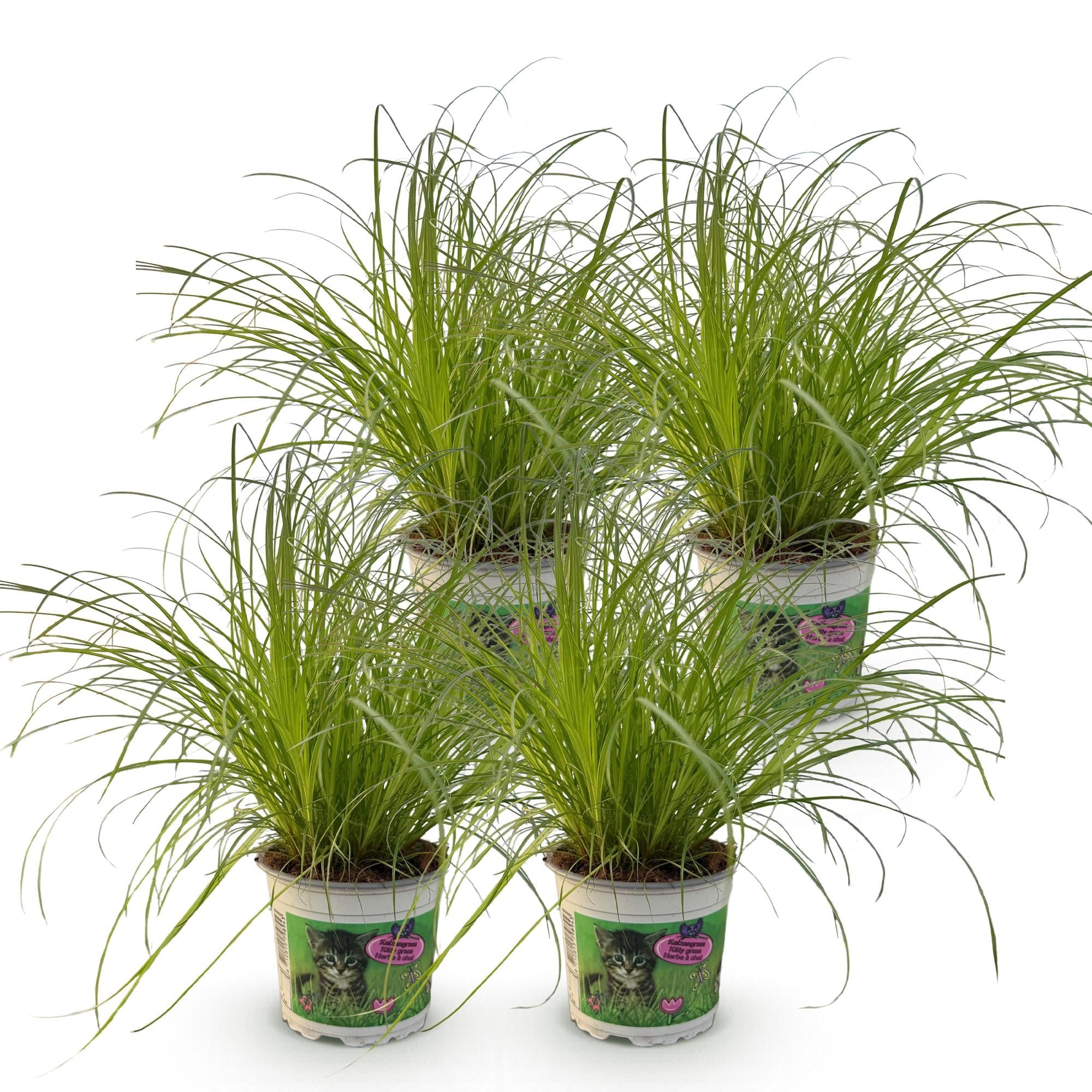 Cyperus alternifolius Zumula – Set – Ø12cm Höhe 28-30cm – Katzengras mit fächerförmigen Blättern – Haustierfreundliche Zimmerpflanze