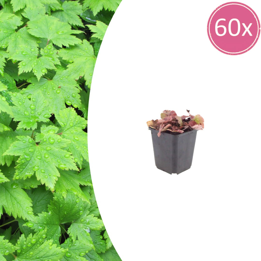 Tiarella cordifolia – Ø9cm – Höhe 10-25cm – Winterharte Schattenstaude – Weiße Blüten – Bodendecker für Beet, Gehölzrand & Waldgarten