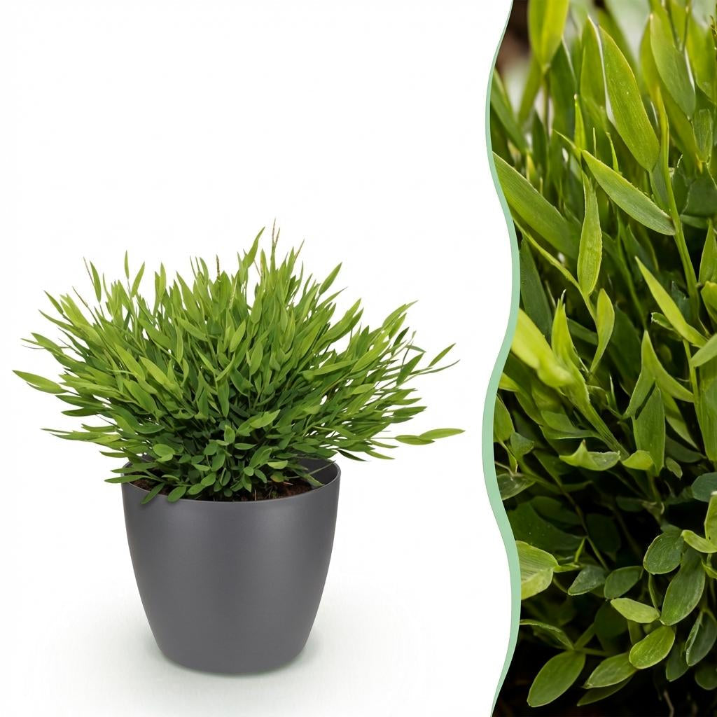 Bambus Pogonatherum Monica Zimmerpflanze mit grauem Topf Ø12cm Höhe 20cm Haustierfreundliche Grünpflanze pflegeleicht für Wohnzimmer Büro Schlafzimmer