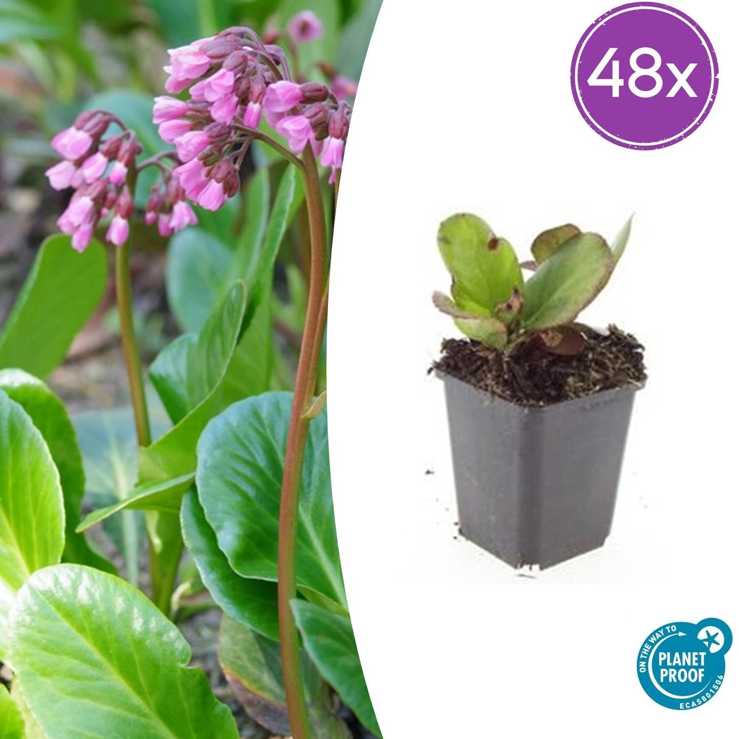 Bergenie – Bergenia cordifolia 'Herbstblüte' – ↕10-25cm – Ø9cm – immergrün & winterhart – Plant