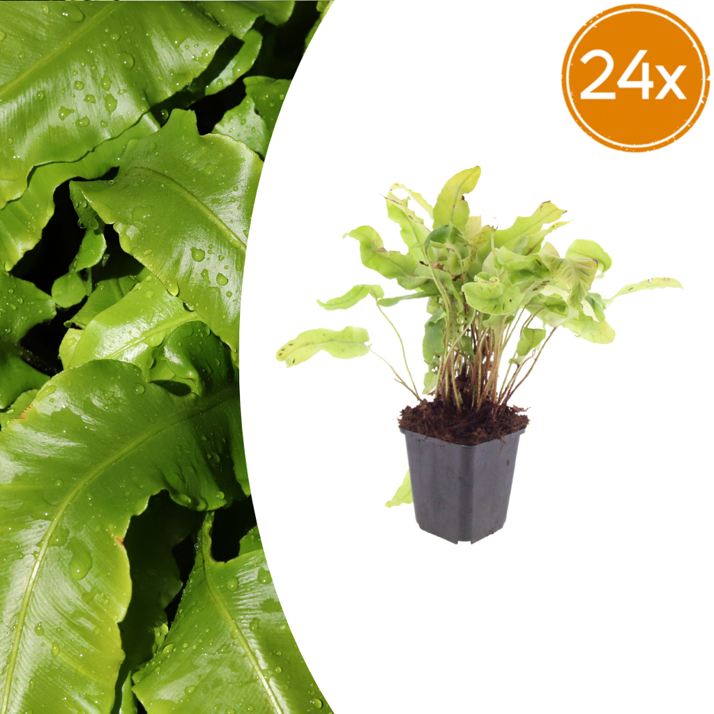Hirschzungenfarn Asplenium scolopendrium – Immergrüner Farn für Schatten & Halbschatten – Strukturpflanze für Garten & Beet – 10-25cm – Ø9cm – Winterhart