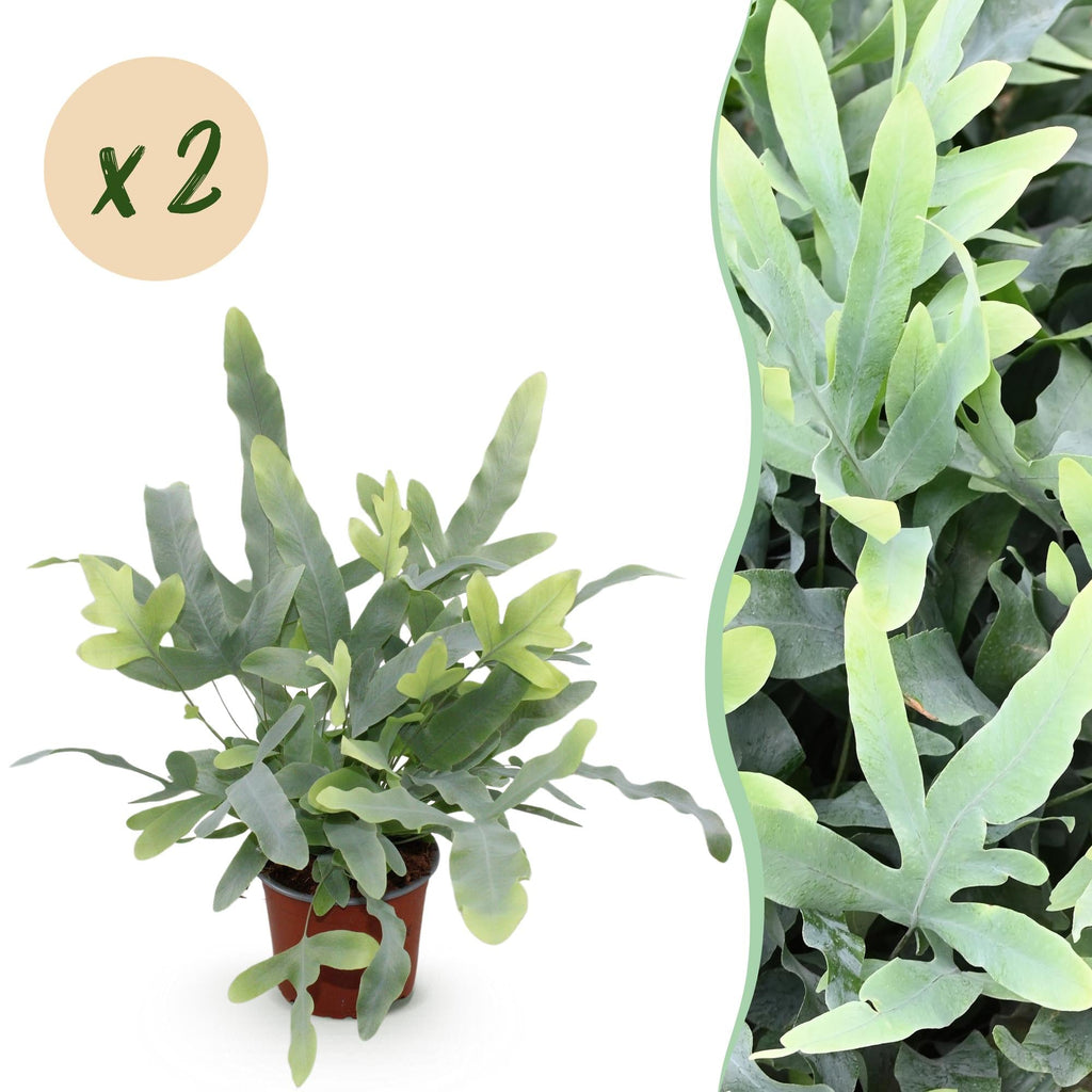Phlebodium aureum Blue Star Farn – Ø12cm Höhe 25-30cm – Blauer Farn mit gewellten Blättern – Haustierfreundliche Zimmerpflanze