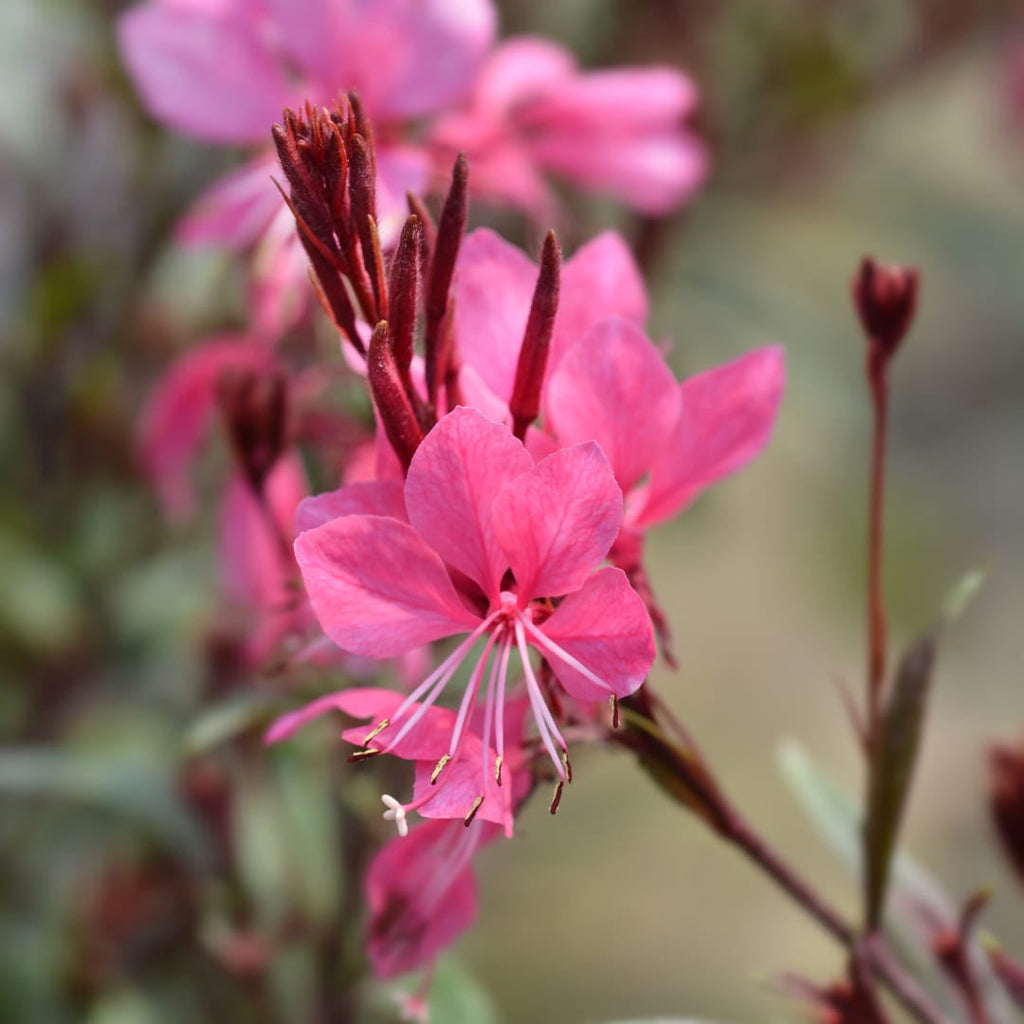 Gaura lindheimeri Siskiyou Pink – Ø9cm – Höhe 10-25cm – Prachtkerze – Kräftig rosafarbene Blüten – Für Beet, Präriegarten & Kübel