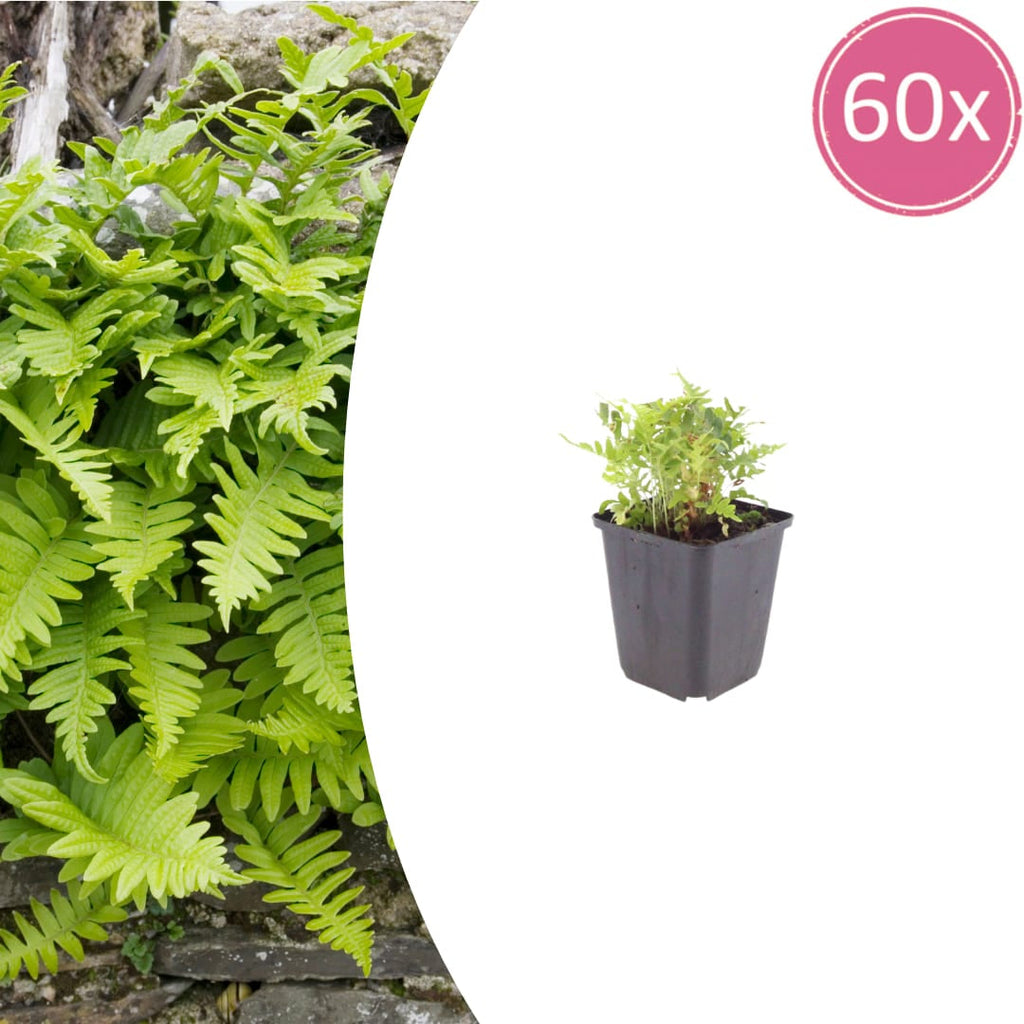 Polypodium vulgare Farn – Ø9cm – Höhe 10-25cm – Immergrüner Gartenfarn für Schattenbeet, Unterpflanzung & Naturgarten
