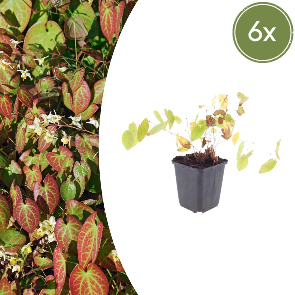 Elfenblume Epimedium × youngianum ‘Niveum’ – 10-25cm – Ø9cm – Weiße Schattenstaude – Winterharter Bodendecker für Garten & Gehölzrand