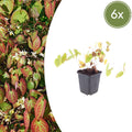 Elfenblume Epimedium × youngianum ‘Niveum’ – 10-25cm – Ø9cm – Weiße Schattenstaude – Winterharter Bodendecker für Garten & Gehölzrand