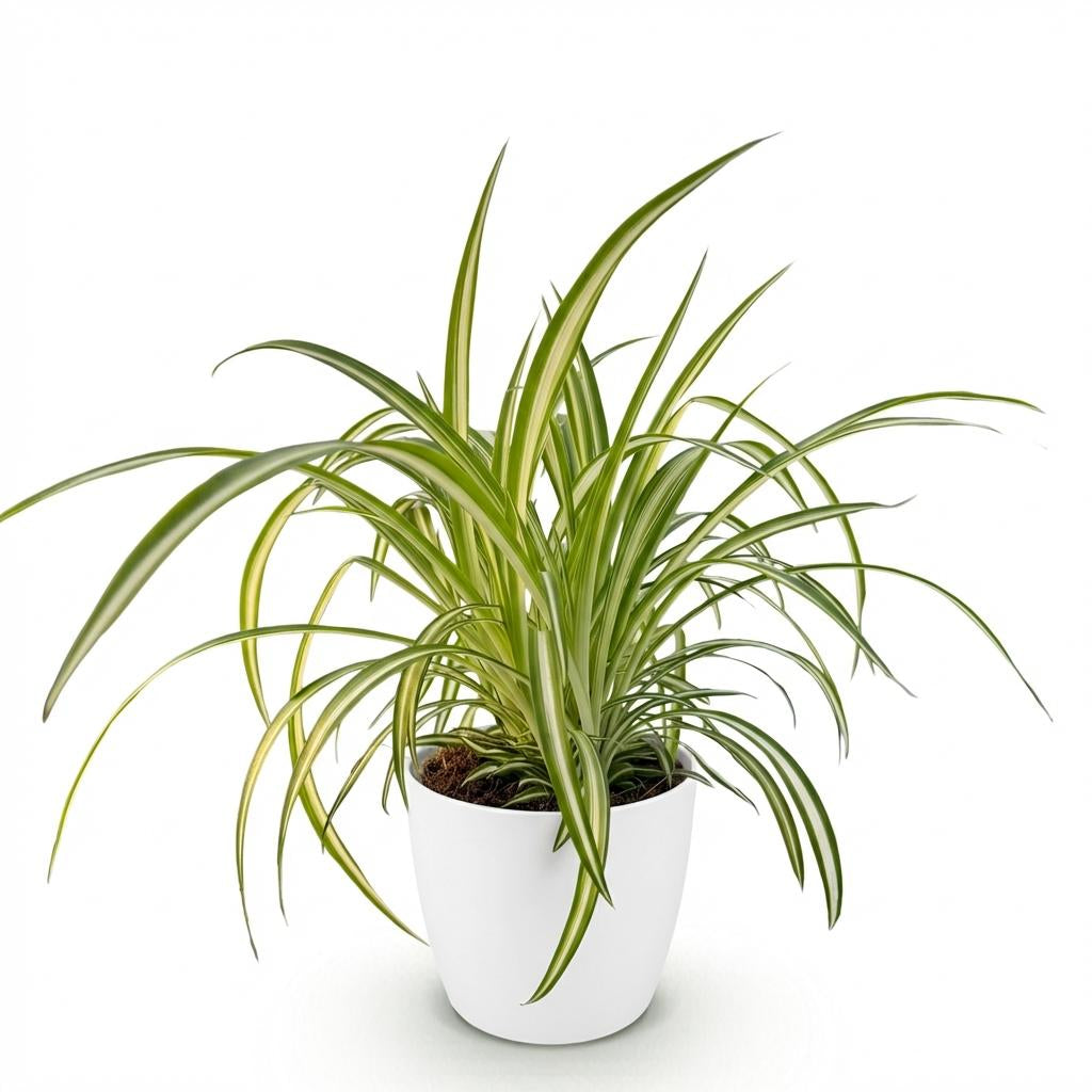 Chlorophytum comosum Variegatum Pflanze Mit Weißem Topf Ø12cm Höhe ca.20cm Bunte Graslilie Haustierfreundlich Luftreinigend Für Zimmer Büro &
