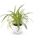 Chlorophytum comosum Variegatum Pflanze Mit Weißem Topf Ø12cm Höhe ca.20cm Bunte Graslilie Haustierfreundlich Luftreinigend Für Zimmer Büro &