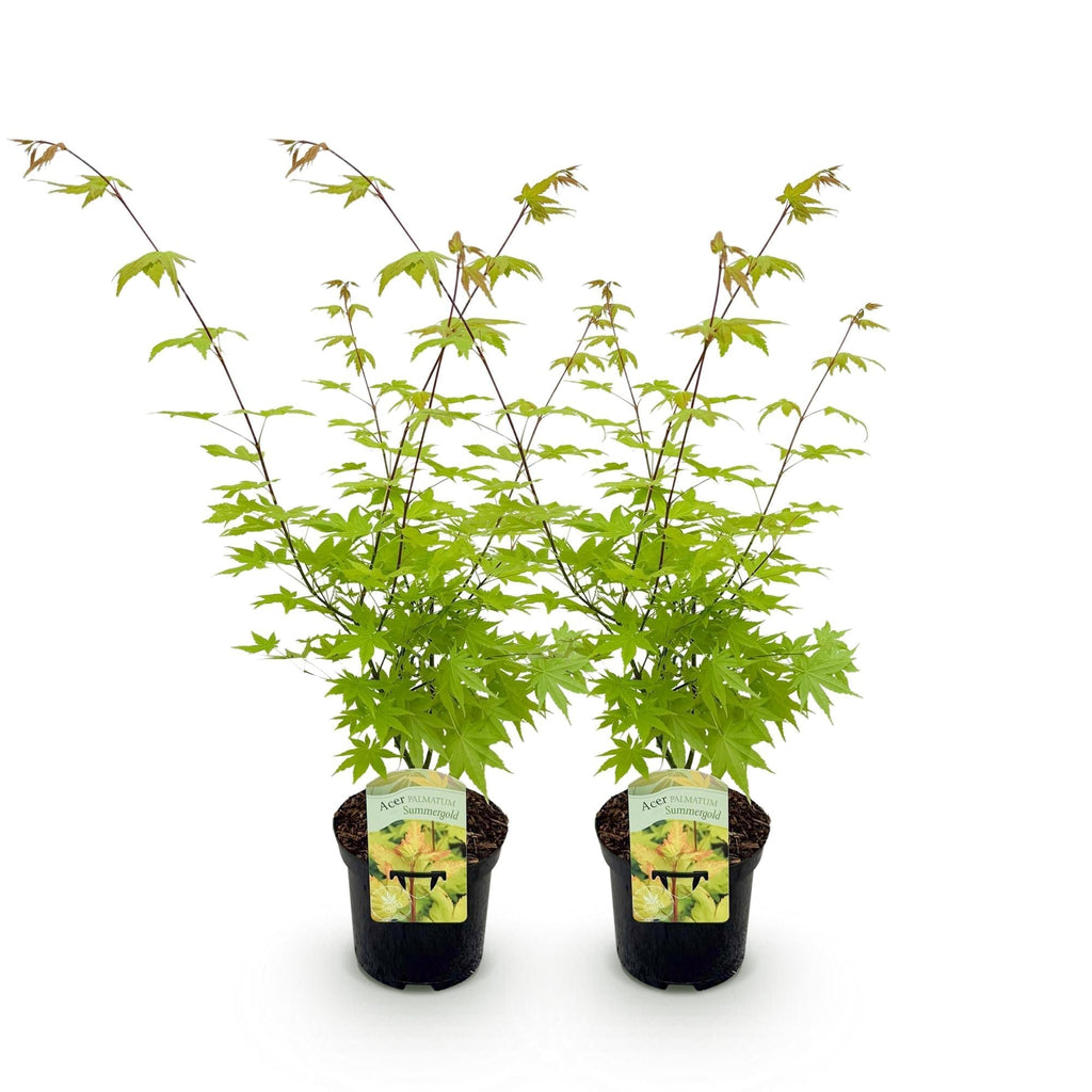 Japanischer Ahorn – Acer palmatum 'Summergold' – ca. 70cm hoch – Ø19cm – goldgelbes Laub – Balkon – & Gartenpflanze – Plant
