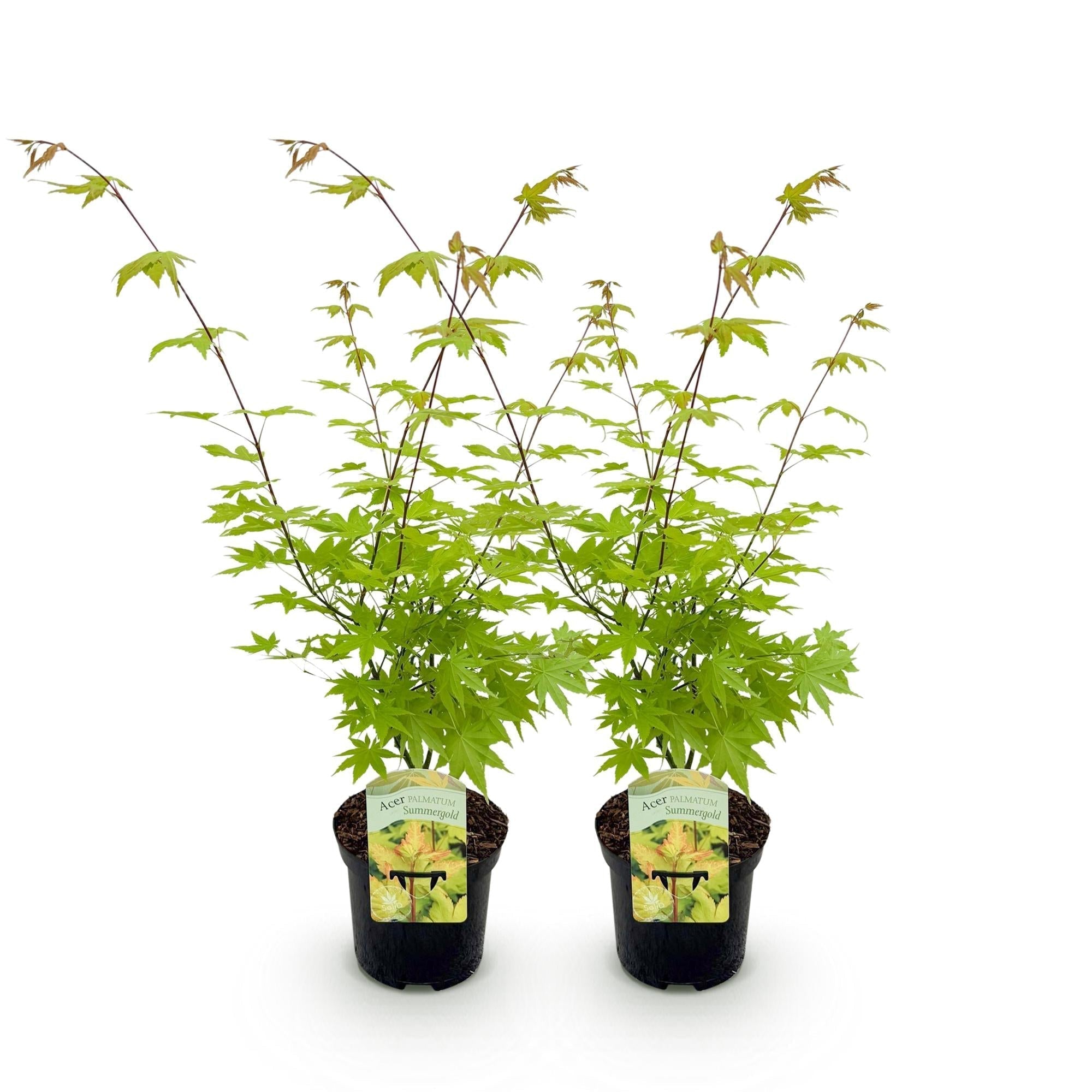 Japanischer Ahorn – Acer palmatum 'Summergold' – ca. 70cm hoch – Ø19cm – goldgelbes Laub – Balkon – & Gartenpflanze – Plant
