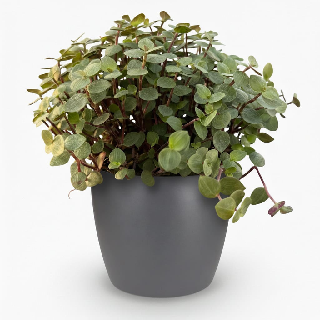 Calissia Repens Zimmerpflanze mit grauem Topf Ø12cm Höhe 17-20cm Haustierfreundliche Grünpflanze pflegeleicht für Wohnzimmer Büro Schlafzimmer