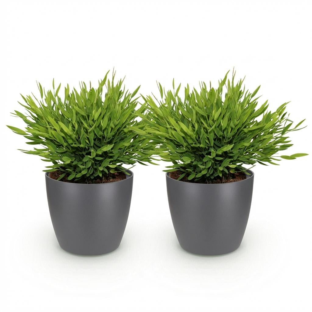 Bambus Pogonatherum Monica Zimmerpflanze mit grauem Topf Ø12cm Höhe 20cm Haustierfreundliche Grünpflanze pflegeleicht für Wohnzimmer Büro Schlafzimmer