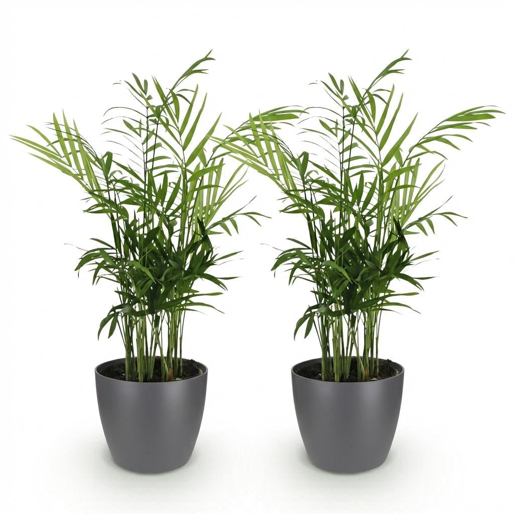 Chamaedorea elegans Pflanzen Mit Grauem Topf Ø12cm Höhe ca.15cm Goldpalme Haustierfreundlich Luftreinigend Pflegeleicht Für Zimmer Büro &