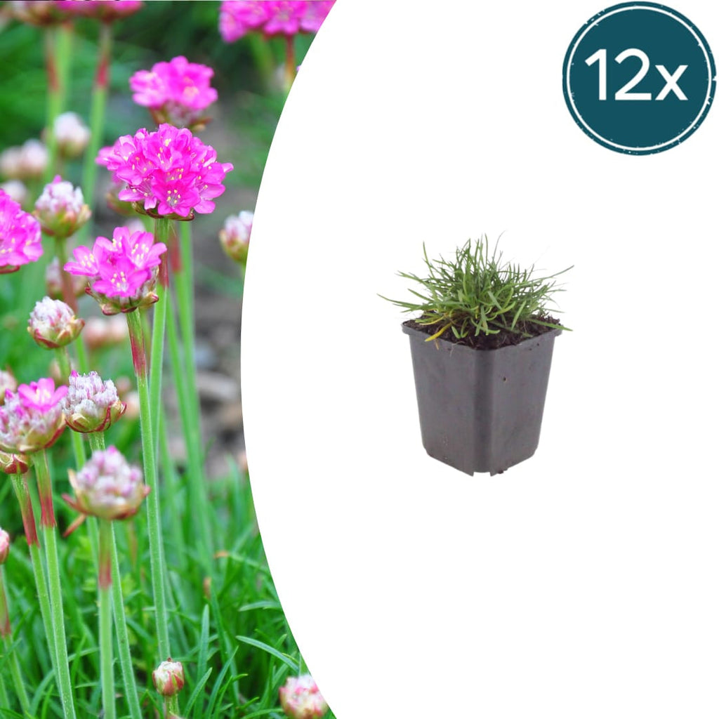 Grasnelke Armeria maritima ‘Splendens’ – 10-25cm – Ø9cm – Winterharte Staude mit rosa Blüten
