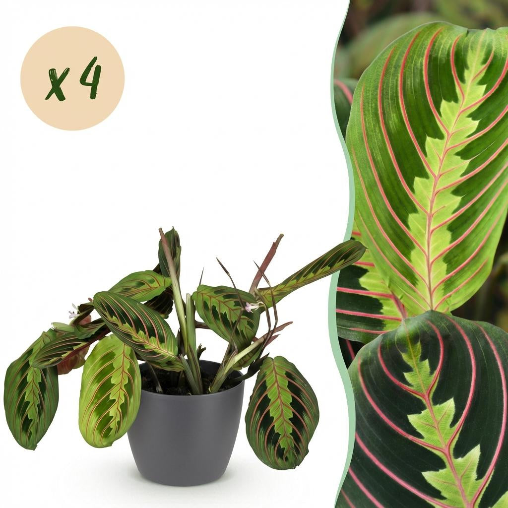 Maranta Fascinator Tricolour Gebetsblatt Pflanze mit grauem Topf Ø12cm Höhe 25cm Haustierfreundliche pflegeleichte Grünpflanze für Zimmer & Büro