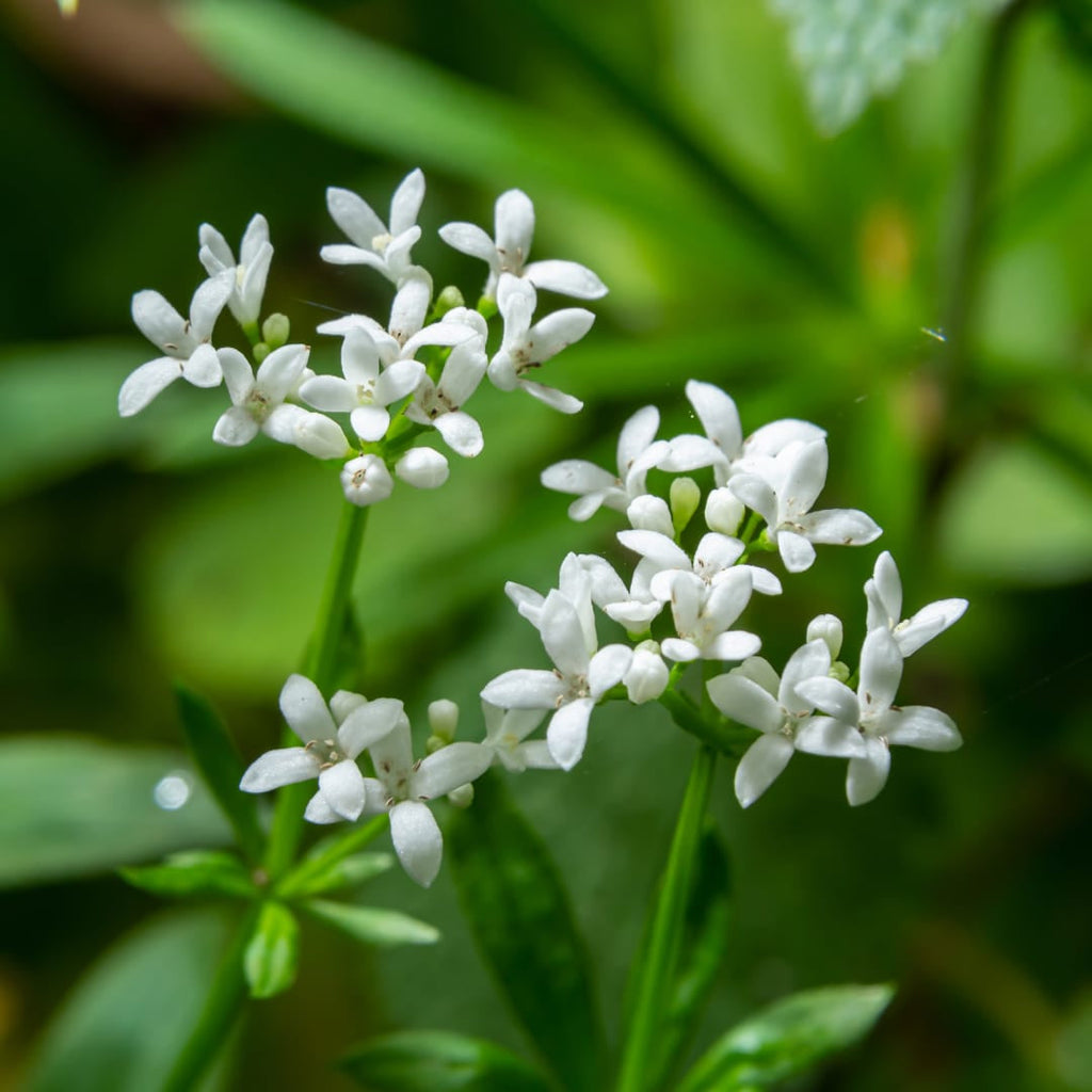 Galium odoratum Waldmeister – Ø9cm – Höhe 10-25cm – Duftender Bodendecker – Weiße Blüten – Pflegeleicht für Schattenbeet & Naturgarten
