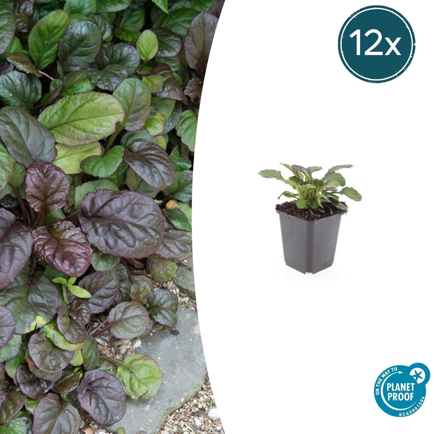 Großblättriger Günsel – Ajuga reptans 'Catlin's Giant' – mit großen Blättern & blauen Blüten – Winterhart & pflegeleicht – Plant