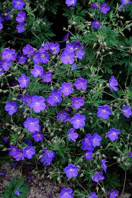 Storchschnabel Geranium 'Johnson's Blue' – ↕10-25cm – Ø9cm – Winterharte Staude & Bodendecker – Leuchtend blaue Blüten – Plant