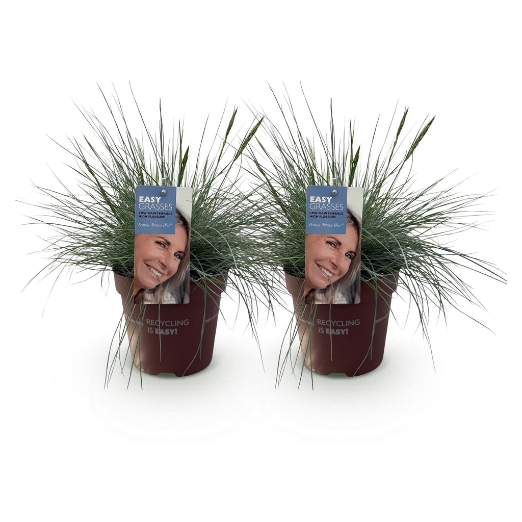 Blauschwingel Festuca glauca Intense Blue – Ø17cm – Immergrün – Pflegeleicht – Blaugrüne Ziergras – Höhe ca. 50cm – Plant