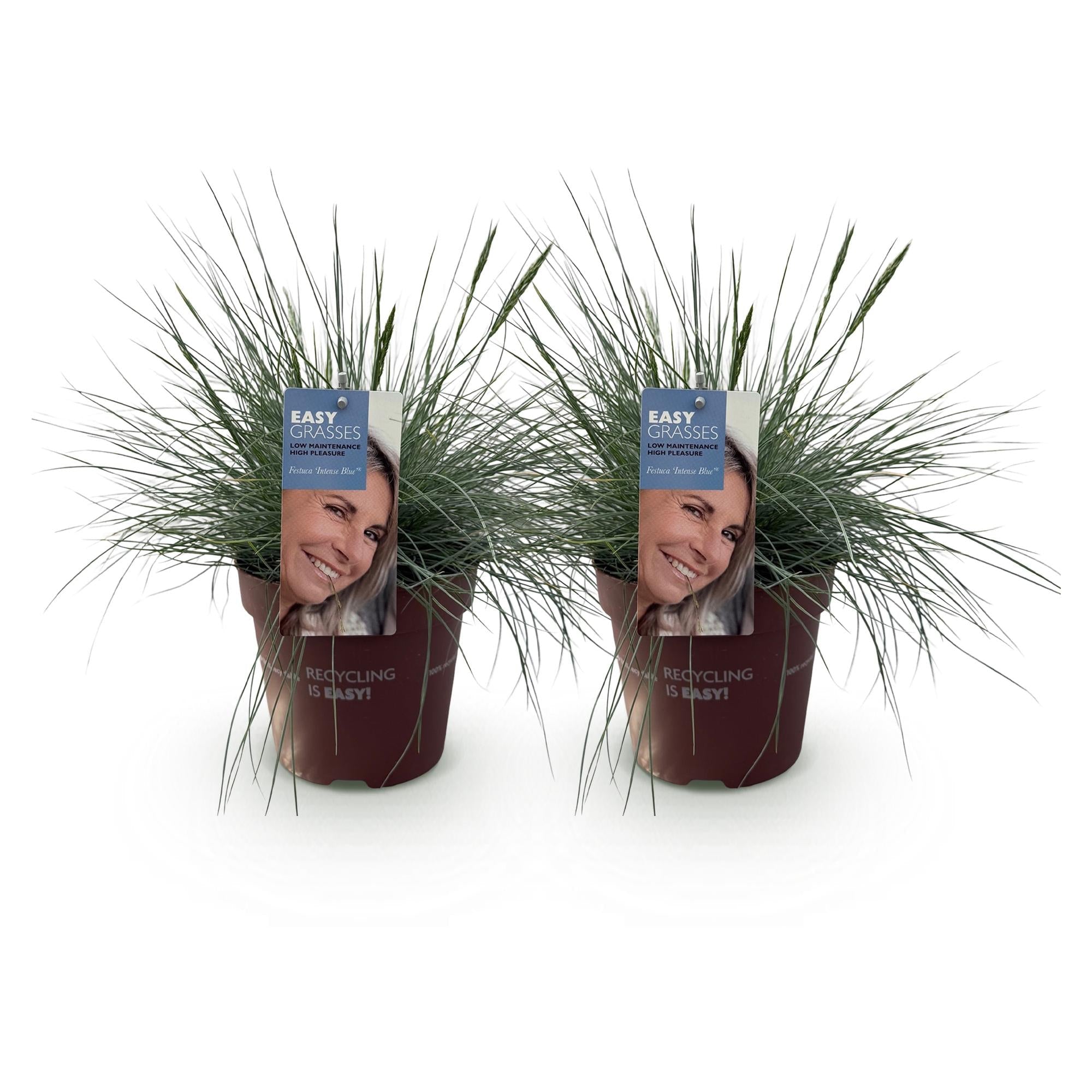 Blauschwingel Festuca glauca Intense Blue – Ø17cm – Immergrün – Pflegeleicht – Blaugrüne Ziergras – Höhe ca. 50cm – Plant