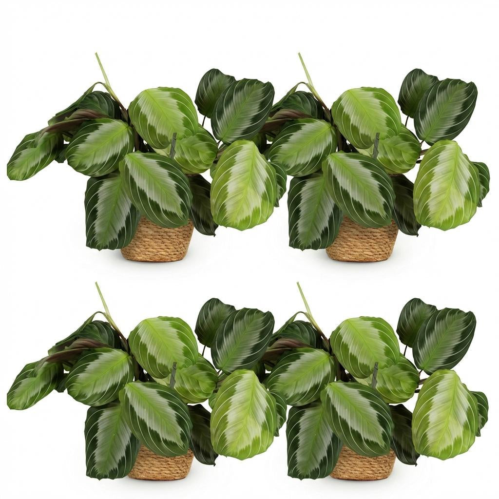 Maranta Fascinator Silverband Gebetspflanze Zimmerpflanze inkl. Naturkorb