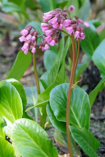 Bergenie – Bergenia cordifolia 'Herbstblüte' – ↕10-25cm – Ø9cm – immergrün & winterhart – Plant