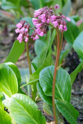 Bergenie – Bergenia cordifolia 'Herbstblüte' – ↕10-25cm – Ø9cm – immergrün & winterhart – Plant