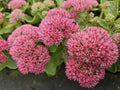 Hohes-Fettblatt Sedum 'Herbstfreude' – ↕10-25cm – Ø9cm – Winterhart – Trockenheitstolerant – Bienenfreundlich – Spätsommerblüte – Plant