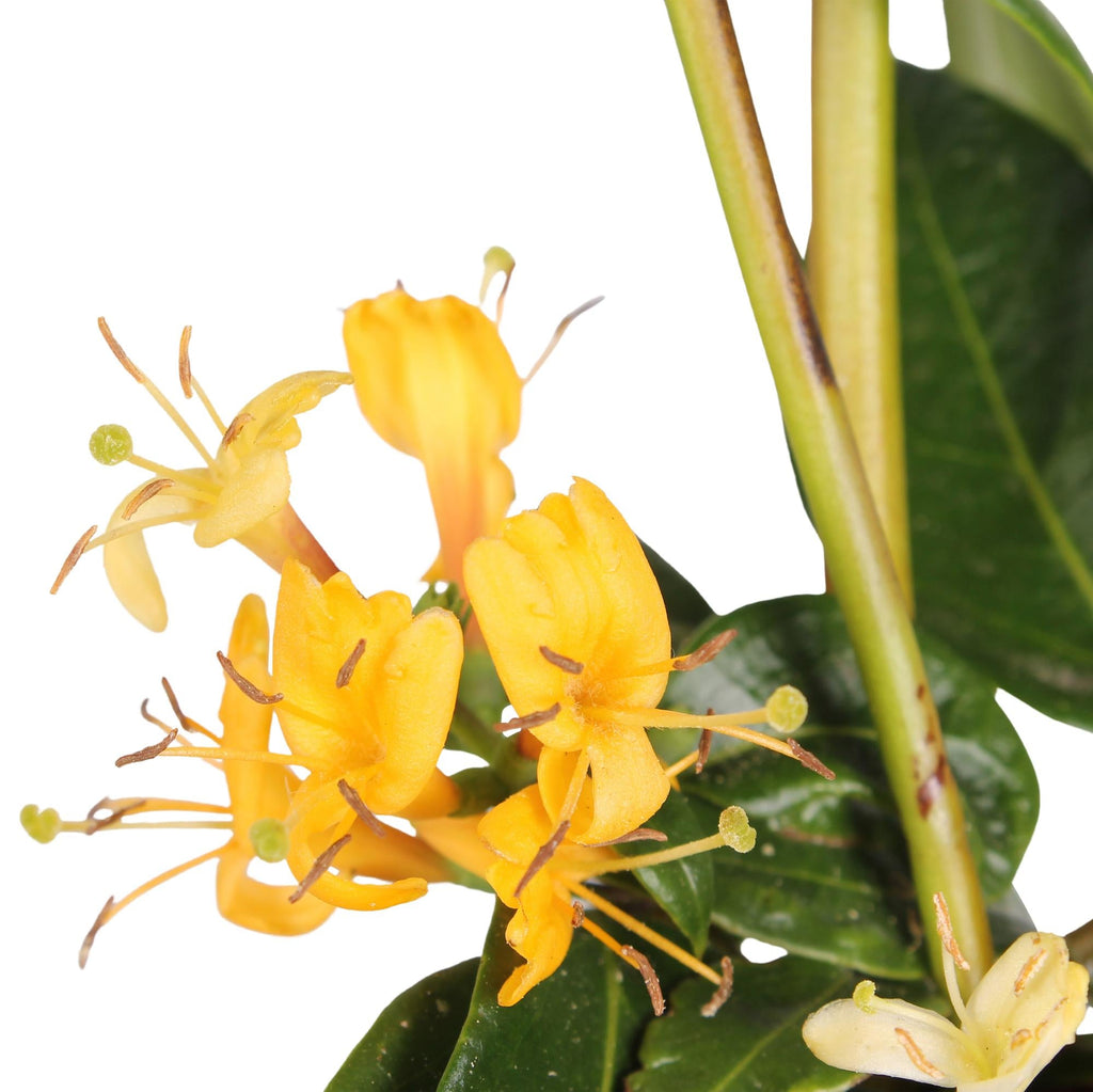 Geißblatt Lonicera henryi 'Copper Beauty' – Kletterpflanze – Ø15cm – ↕65cm – Immergrün, duftend, pflegeleicht – Plant