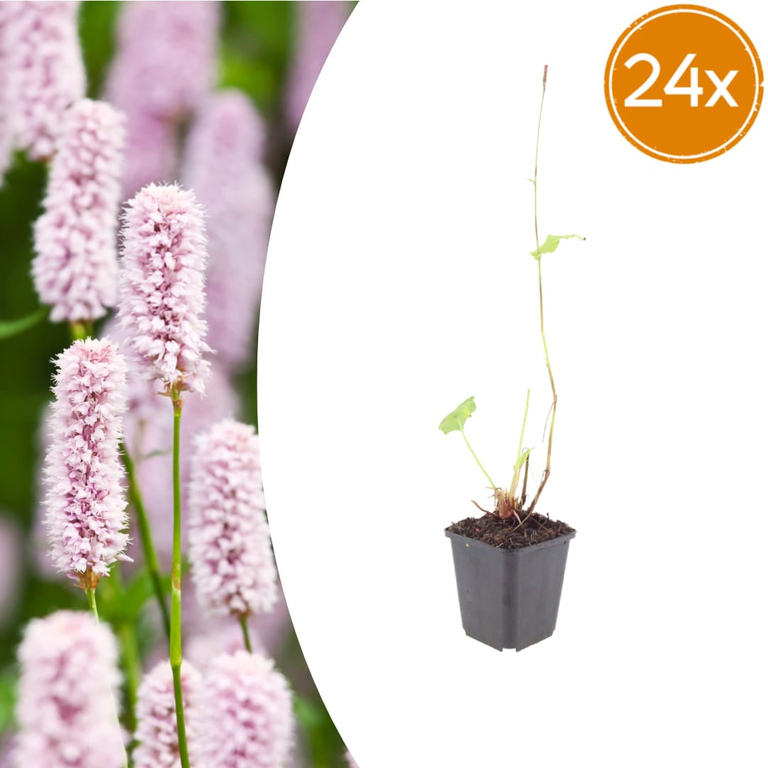 Persicaria bistorta – Ø9cm – Höhe 10-25cm – Rosa blühende Staude – Winterhart & Bienenfreundlich