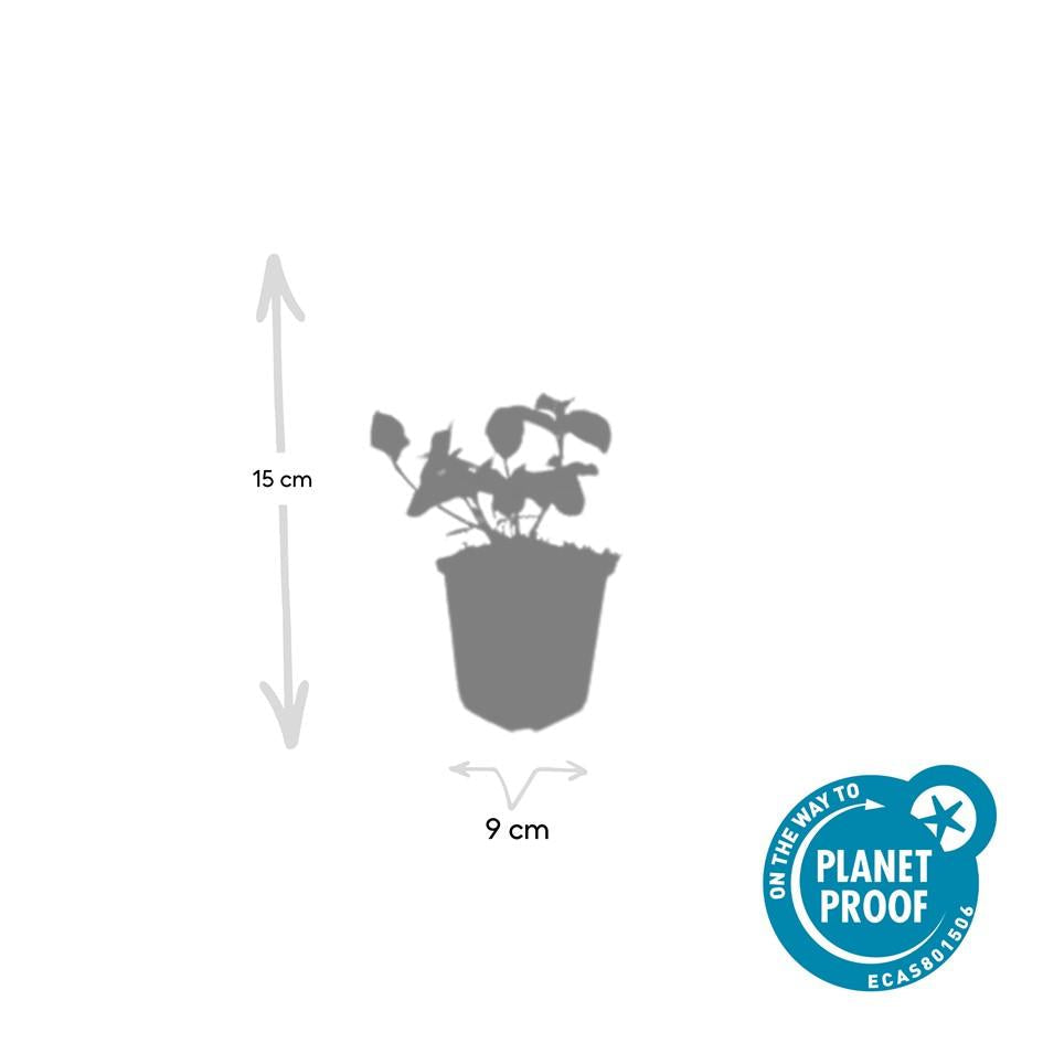 Spindelstrauch – Euonymus fortunei 'Dart's Blanket' – ↕10-25cm – Ø9cm – Schattentolerant – Winterhart – Pflegeleicht – Plant