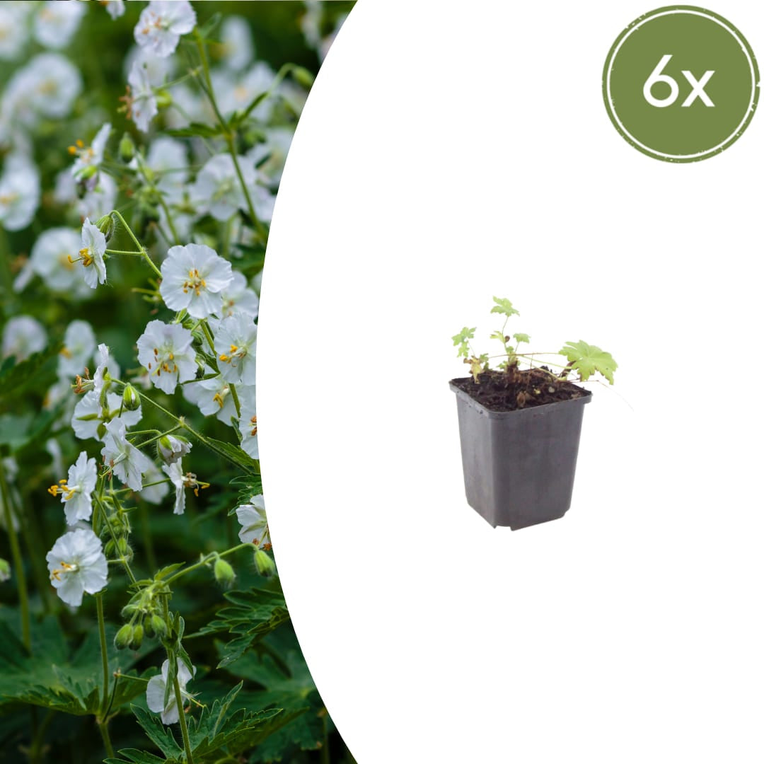 Geranium macrorrhizum White Ness – Ø9cm – Höhe 10-25cm – Weiß blühender Bodendecker Storchschnabel