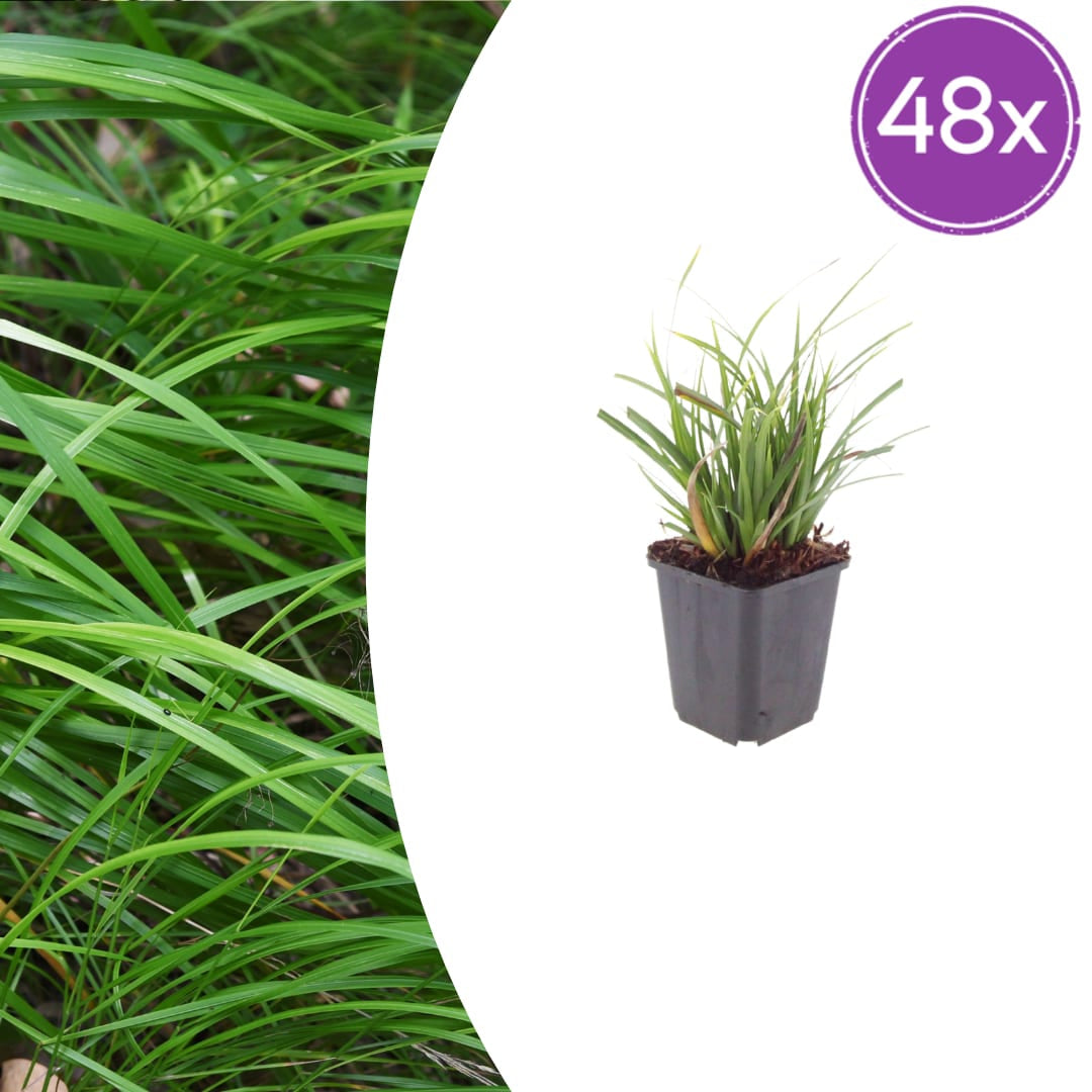 Japan – Segge Carex morrowii – Immergrünes Ziergras – 10-25cm – Ø9cm – Schattengeeignet für Beet & Bodendecker