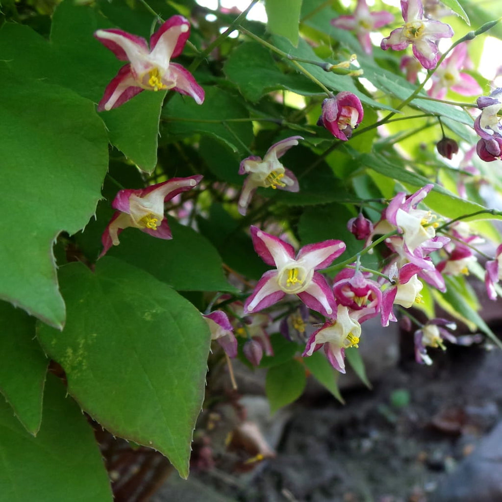 Elfenblume Epimedium rubrum – 10-25cm – Ø9cm – Winterharte Schattenstaude mit rotrosa Blüten – Bodendecker für Garten & Gehölzrand