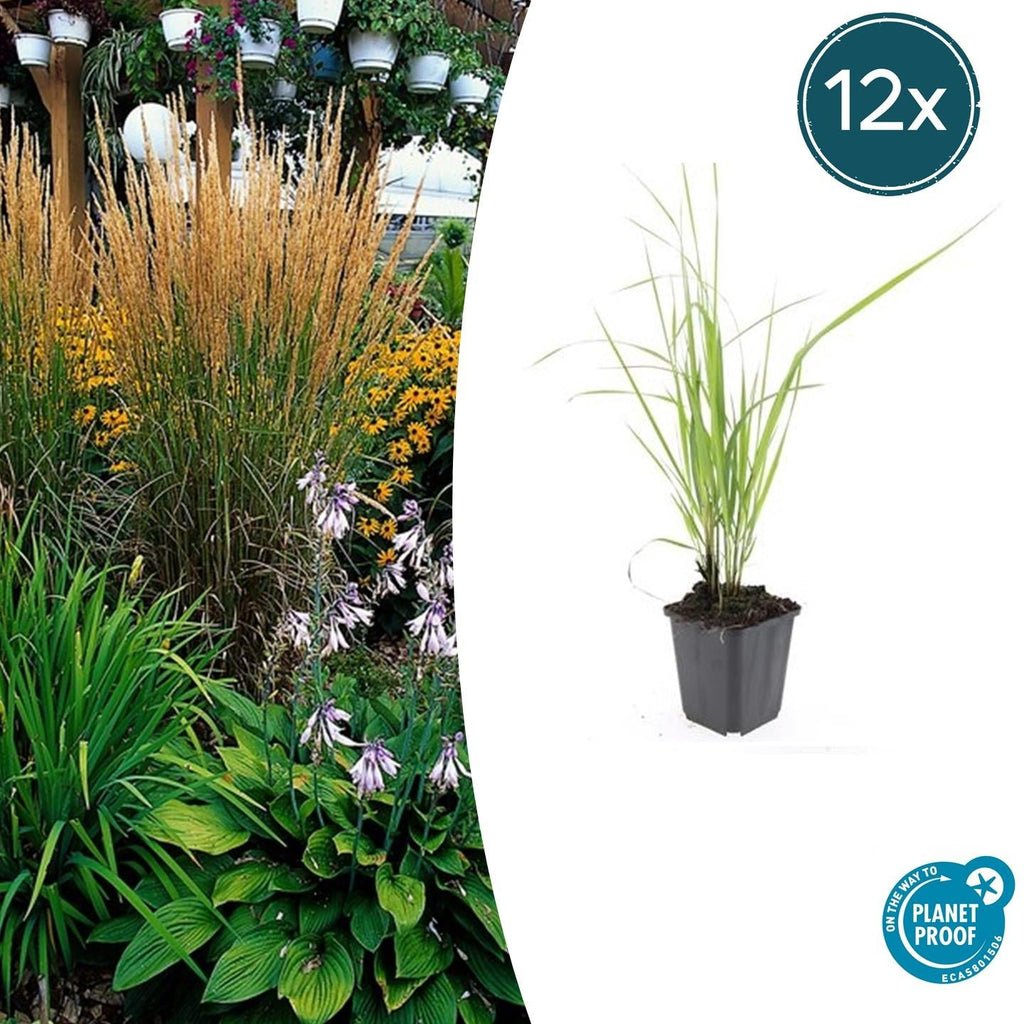 Sandrohr – Calamagrostis acutiflora 'Karl Foerster' – ↕10-25cm – Ø9cm – winterhartes Ziergras, aufrecht wachsend – Plant