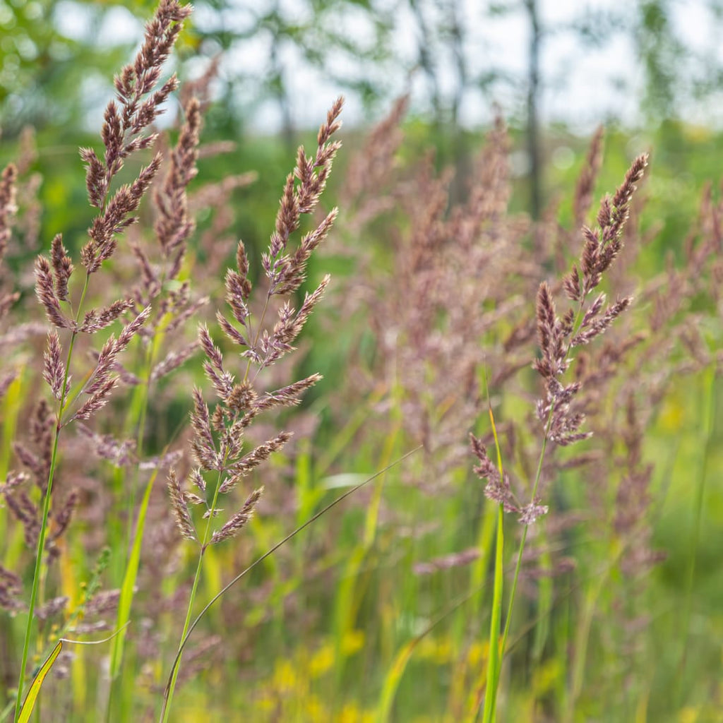 Calamagrostis brachytricha – Diamantgras – 10-25cm – Ø9cm – Ziergras mit rosafarbenen Blütenrispen