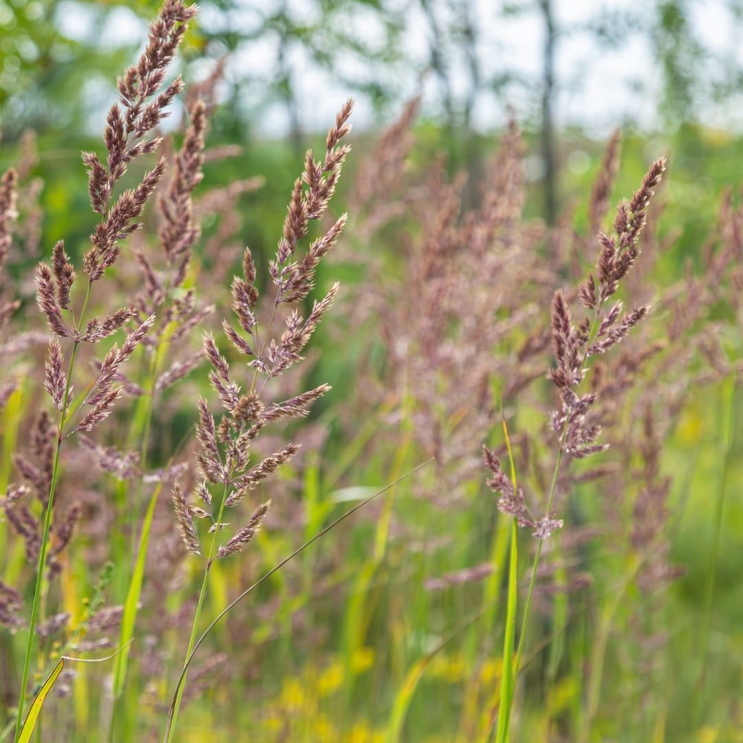 Calamagrostis brachytricha – Diamantgras – 10-25cm – Ø9cm – Ziergras mit rosafarbenen Blütenrispen