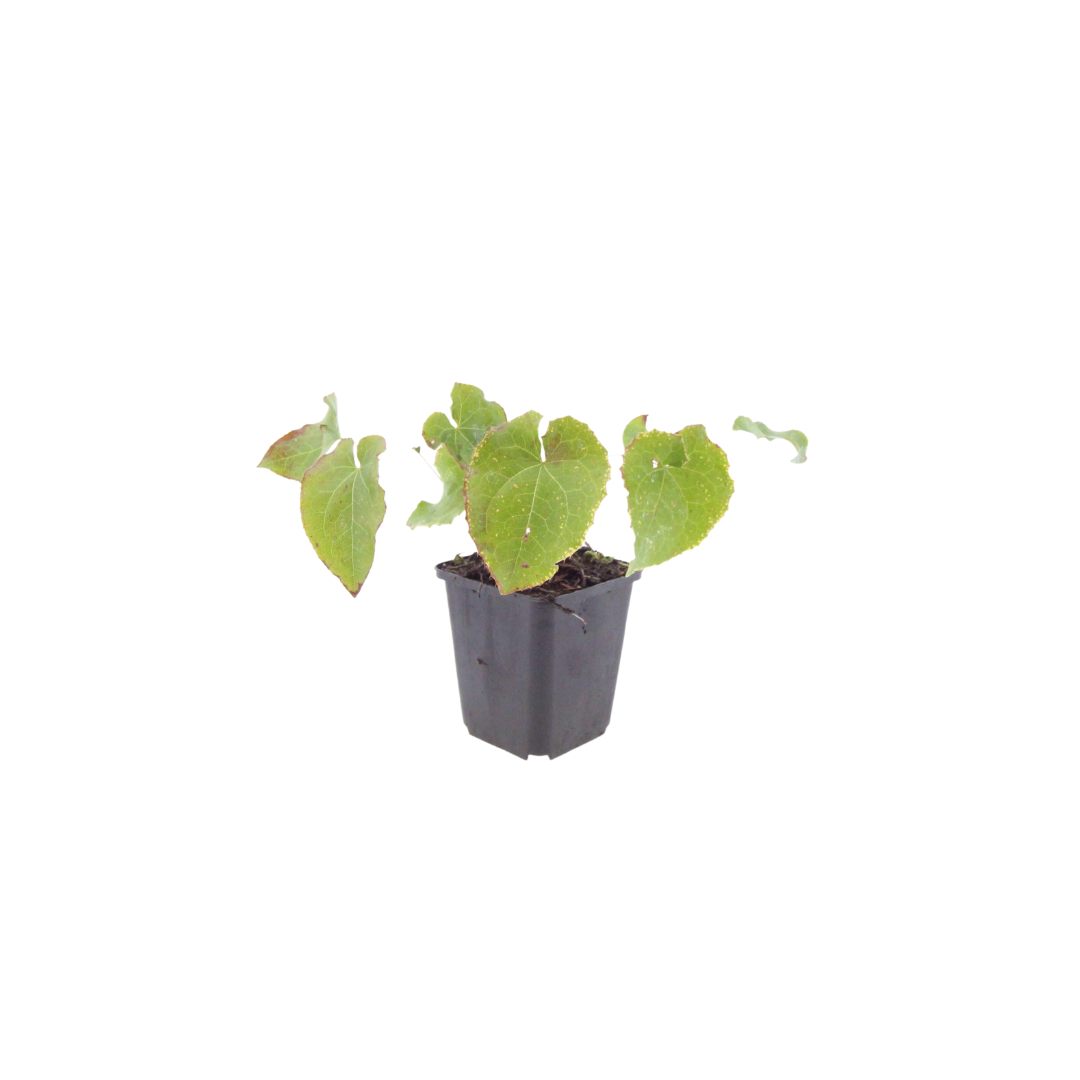 Elfenblume Epimedium perralchicum Frohnleiten – Wintergrüne Staude für Schatten & Halbschatten – Bodendecker für Garten & Beet – 10-25cm – Ø9cm – Pflegeleicht